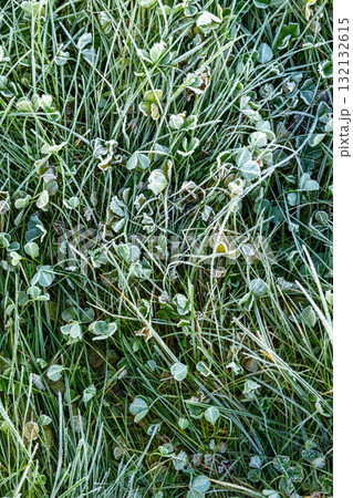 Field of grass covered in frost. The grass is tall and the frost is covering it.  132132615