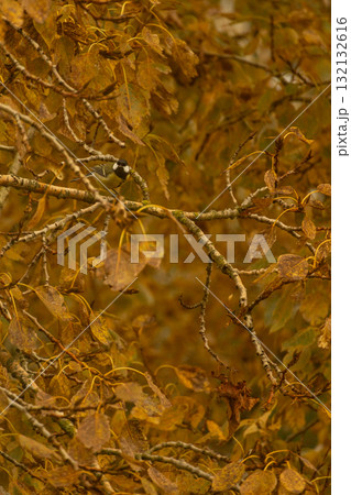 yellow tit bird sits on a branch of an autumn tree. yellow tit bird sits on a branch of an autumn tree. 132132616