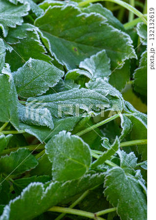 Frosty autumn morning in the forest. Deciduous plant with frosted foliage.  132132619