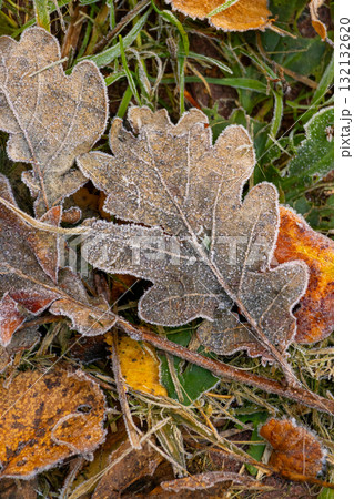 leaf is covered with frost brownish-green color. leaf lies on ground and is surrounded by grass. leaf is covered with frost brownish-green color. leaf lies on ground and is surrounded by grass. 132132620