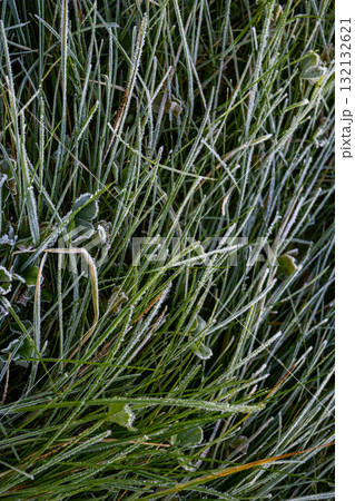 Field of grass covered in frost. The grass is tall and the frost is covering it.  132132621