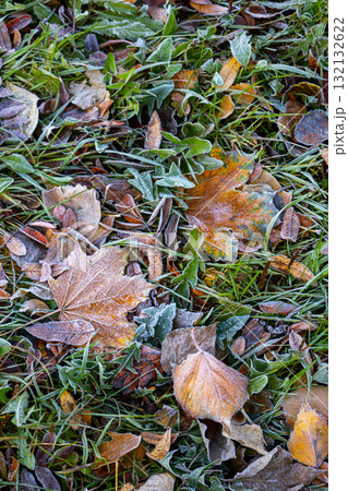 leaf is covered with frost brownish-green color. leaf lies on ground and is surrounded by grass. leaf is covered with frost brownish-green color. leaf lies on ground and is surrounded by grass. 132132622