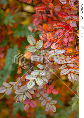 Close-up of a plant with orange and green leaves. The leaves are moist after a frosty night. 132132623