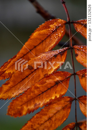sheet with a few drops of water on it. leaf is brown with several spots. autumn frosts. 132132626