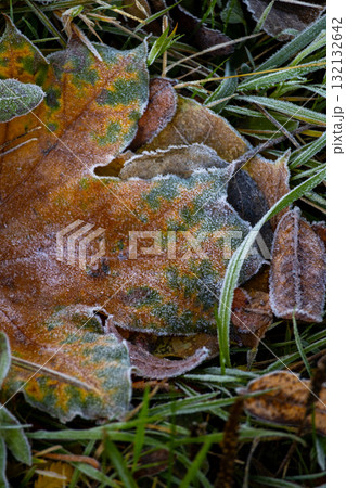 leaf is covered with frost brownish-green color. leaf lies on ground and is surrounded by grass. leaf is covered with frost brownish-green color. leaf lies on ground and is surrounded by grass. 132132642