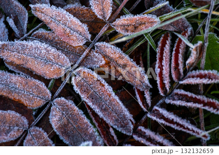 Close-up of a pile of leaves covered with frost. The leaves are brown and the frost is white.  132132659