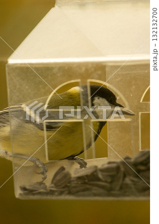titmouse bird flies and eats food or seeds in a bird feeder. titmouse bird flies and eats food or seeds in a bird feeder. 132132700