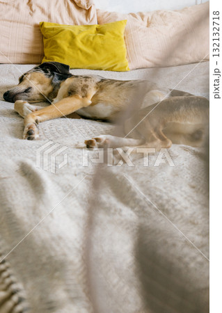spotted Dog is lying on the bed next to the fan. The fan is turned on and blows out air. spotted Dog is lying on the bed next to the fan. The fan is turned on and blows out air. 132132718