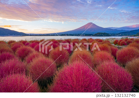 【山梨県】河口湖大石公園・紅葉したコキアと富士山 早朝 【山梨県】河口湖大石公園・紅葉したコキアと富士山 早朝 132132740