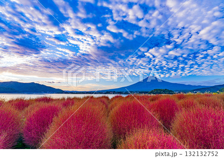 【山梨県】河口湖大石公園・紅葉したコキアと富士山　早朝 132132752