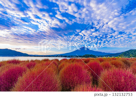 【山梨県】河口湖大石公園・紅葉したコキアと富士山　早朝 132132753