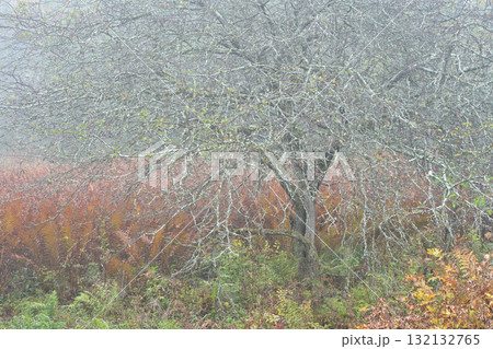 紅葉した木 132132765