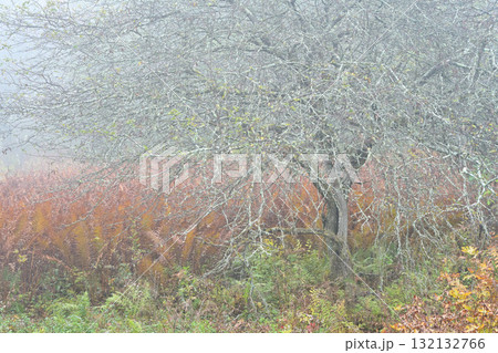 紅葉と木 132132766