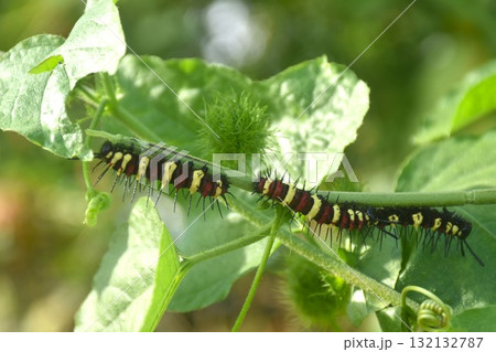 caterpillar hiding from sunlight and feeding on leaf in garden caterpillar hiding from sunlight and feeding on leaf in garden 132132787