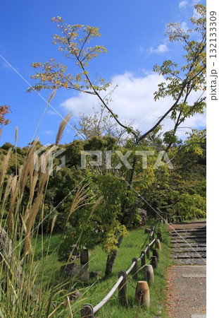 秋の京都・円山公園の風景 秋の京都・円山公園の風景 132133309