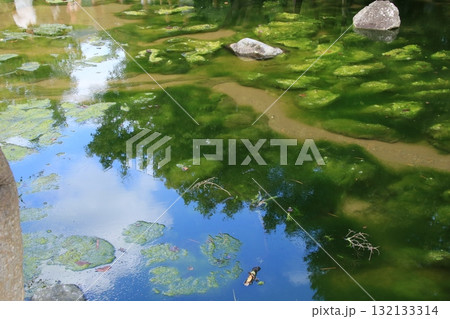 藻が生える京都・円山公園の川 132133314