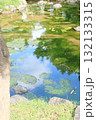 藻が生える京都・円山公園の川 藻が生える京都・円山公園の川 132133315