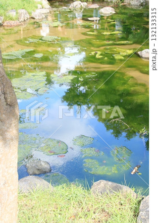 藻が生える京都・円山公園の川 132133315