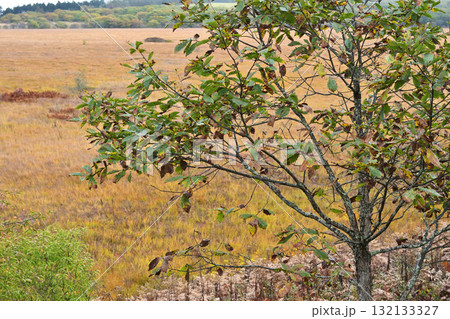 秋の湿原を彩る 秋の湿原を彩る 132133327