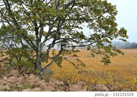 朝霧に包まれた湿原 132133328