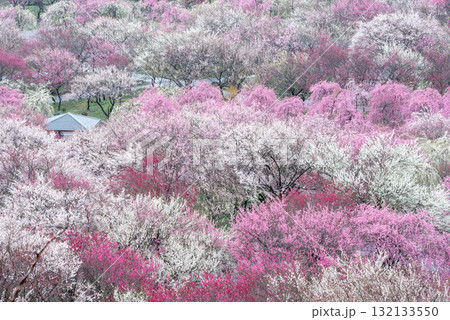 三重県　いなべ市　農業公園　満開の梅林公園 132133550