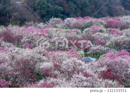 三重県 いなべ市 農業公園 満開の梅林公園 三重県 いなべ市 農業公園 満開の梅林公園 132133551