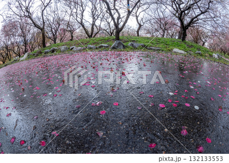 三重県 いなべ市 農業公園 満開の梅林公園 三重県 いなべ市 農業公園 満開の梅林公園 132133553