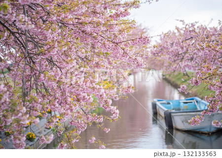 三重県　松阪市　笠松河津桜ロード 132133563