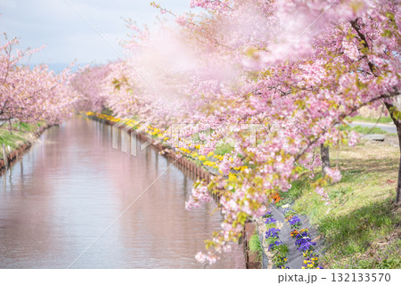 三重県　松阪市　笠松河津桜ロード 132133570