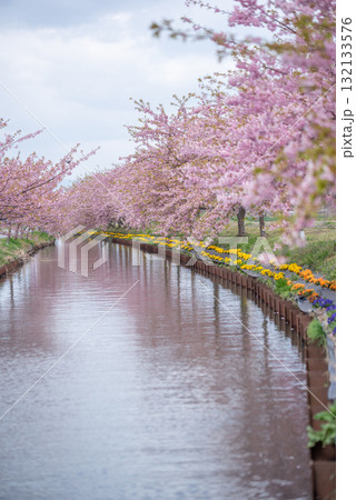 三重県　松阪市　笠松河津桜ロード 132133576