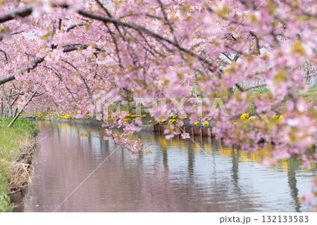 三重県 松阪市 笠松河津桜ロード 三重県 松阪市 笠松河津桜ロード 132133583