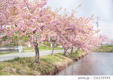 三重県　松阪市　笠松河津桜ロード 132133593