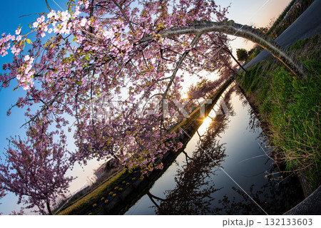 三重県　松阪市　笠松河津桜ロード 132133603
