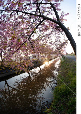 三重県　松阪市　笠松河津桜ロード 132133604