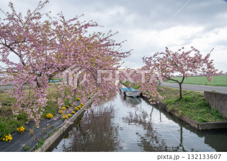 三重県 松阪市 笠松河津桜ロード 三重県 松阪市 笠松河津桜ロード 132133607