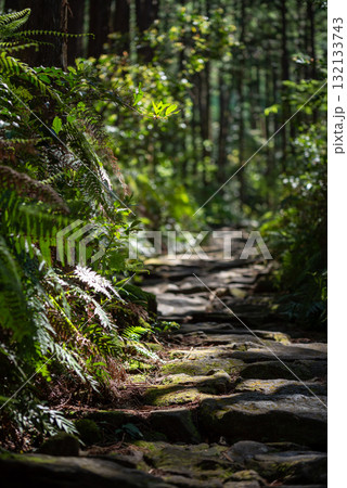 三重県　熊野古道　馬越峠  132133743