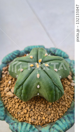 Astrophytum cactus plant growing in decorative pot with gravel soil 132133847