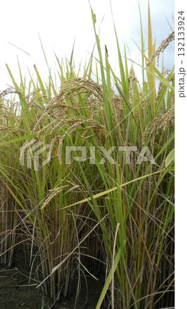 稲穂 稲穂 132133924