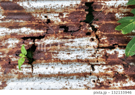 Green plant growing through burnt rusty metal roof symbol of life resilience and nature power Green plant growing through burnt rusty metal roof symbol of life resilience and nature power 132133946