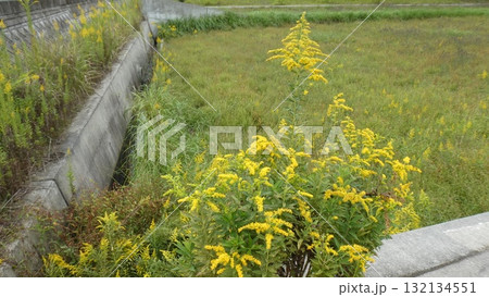 ブタクサ 132134551