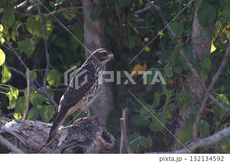 木に止まるサシバ　やんばるの森　秋 132134592