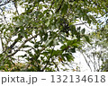 キハダの実 132134618
