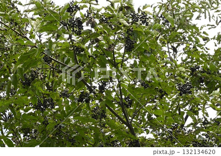 キハダの実 132134620