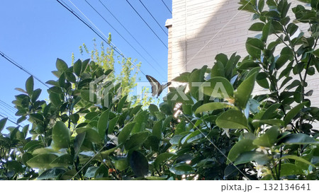 青空を飛ぶ青条揚羽蝶 花壇/写真 青空を飛ぶ青条揚羽蝶 花壇/写真 132134641