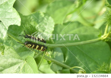 caterpillar hiding from sunlight and feeding on leaf in garden caterpillar hiding from sunlight and feeding on leaf in garden 132134664