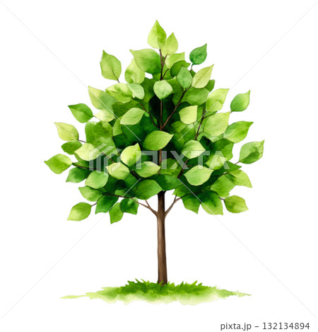 Green Leafy Tree with Vibrant Foliage on a Simple White Background for Nature Imagery Green Leafy Tree with Vibrant Foliage on a Simple White Background for Nature Imagery 132134894