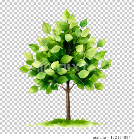 Green Leafy Tree with Vibrant Foliage on a Simple White Background for Nature Imagery Green Leafy Tree with Vibrant Foliage on a Simple White Background for Nature Imagery 132134894