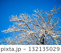 雪化粧した木 132135029
