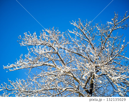 雪化粧した木 雪化粧した木 132135029