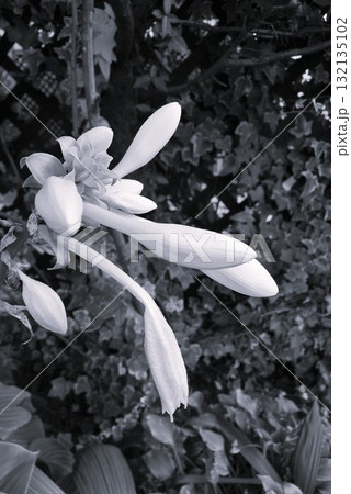 オオバギボウシ(大葉擬宝珠) オオバギボウシ(大葉擬宝珠) 132135102